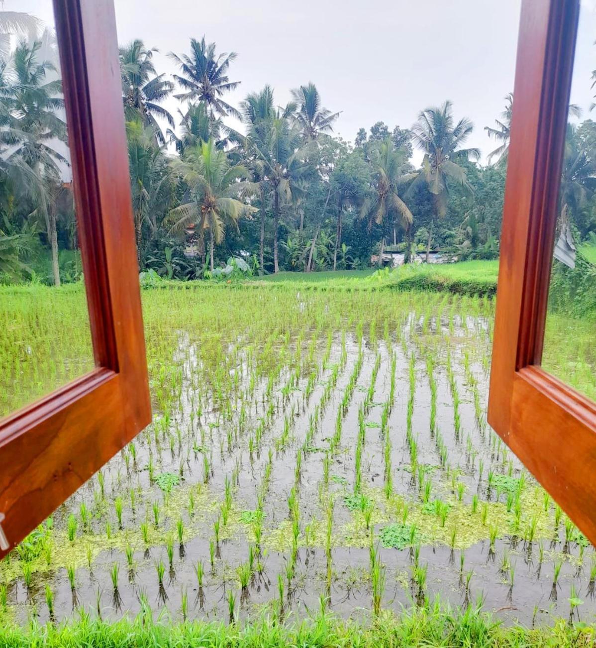 As I Am Ubud Retreat Quarto foto